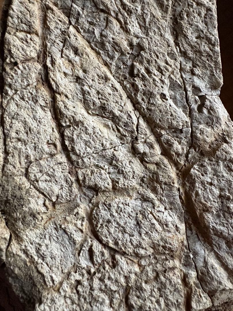 トリケラトプス フリル 化石 恐竜