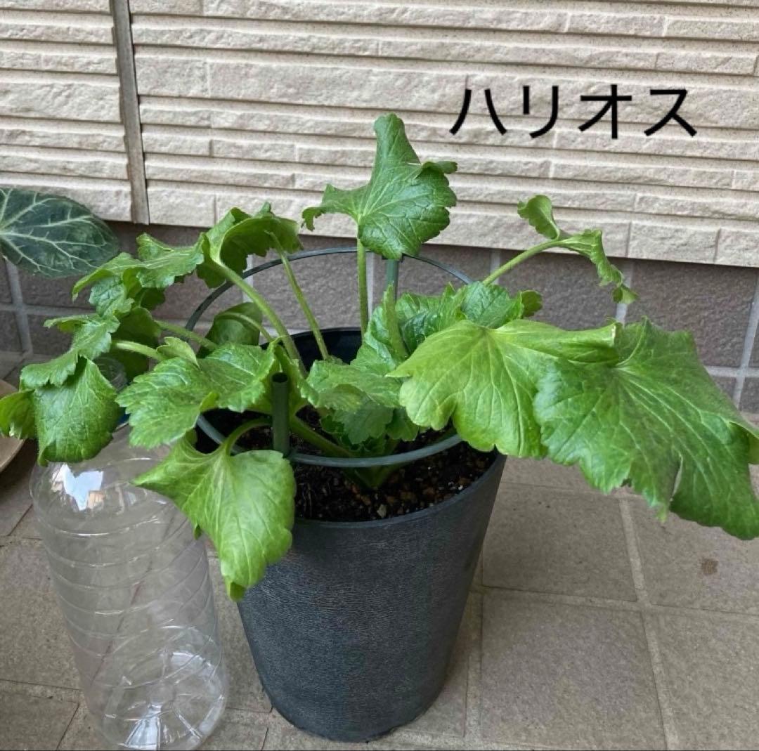 《ラナンキュラスラックス　4苗セット　5号鉢ごと　正規品》⭐︎リーベラ苗おまけ⭐︎