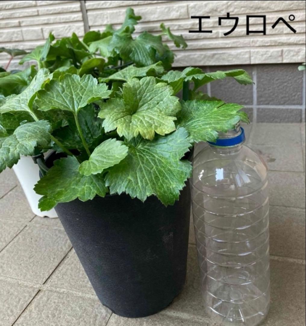 《ラナンキュラスラックス　4苗セット　5号鉢ごと　正規品》⭐︎リーベラ苗おまけ⭐︎