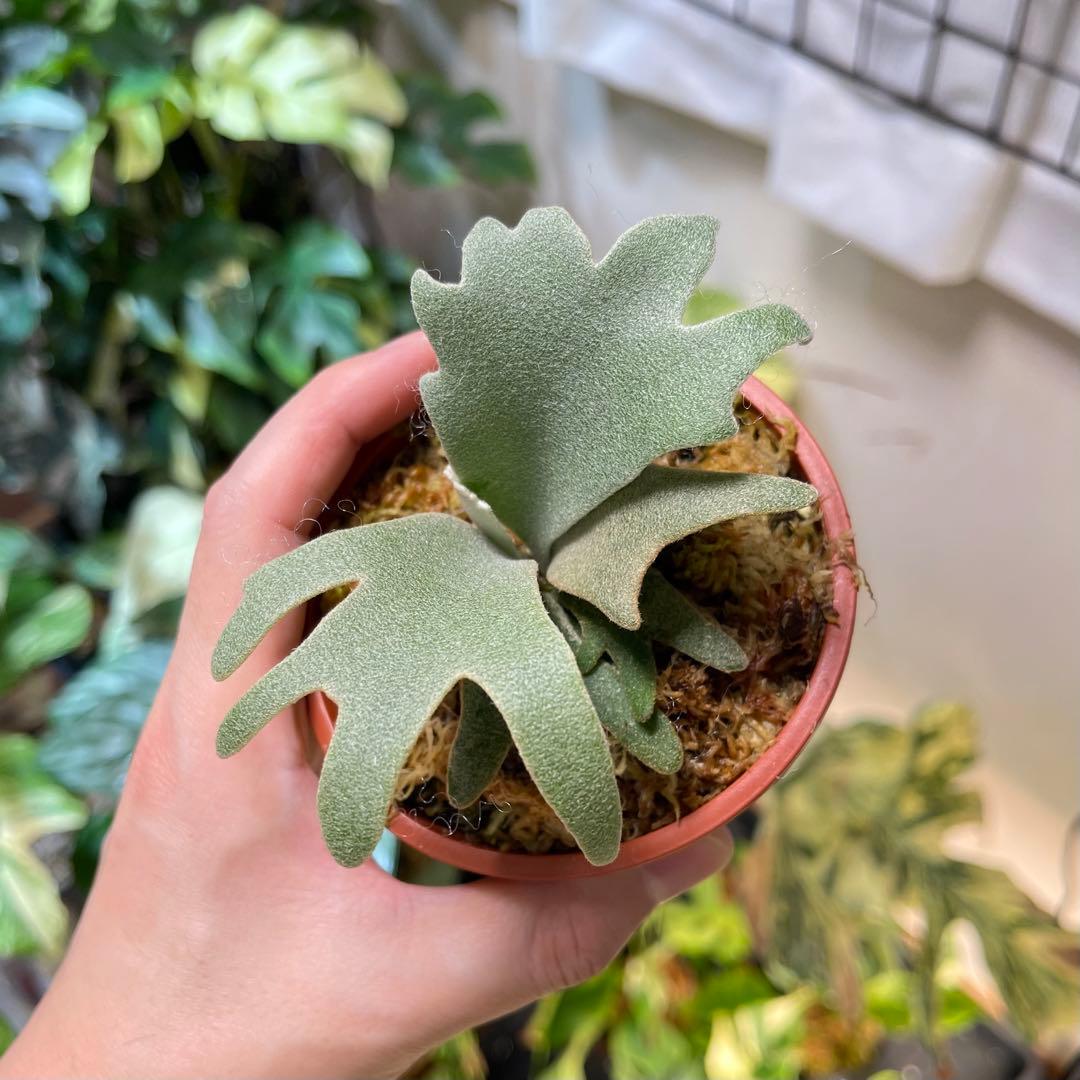 ビカクシダ yellow moon spore dwarf selected - メルカリ