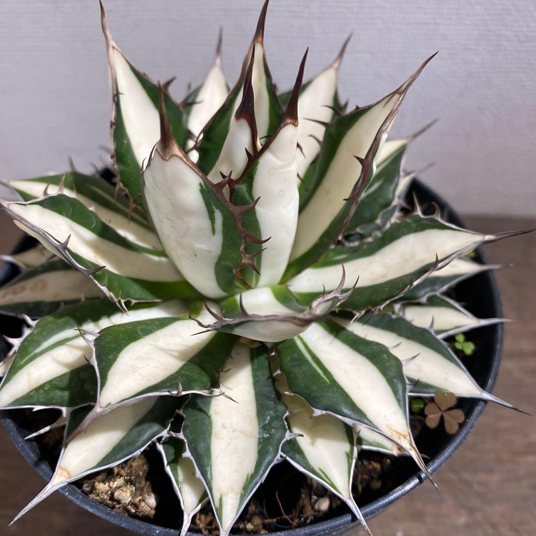 アガベ　ホリダ白中斑入　極上　初売4 アガベ ホリダ白中斑入 極上 初売4 園芸ネット本店｜アガベ：ホリダ