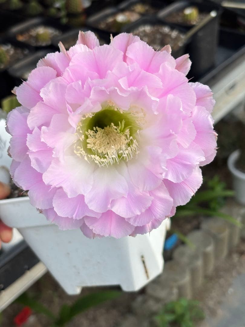 【現品】　多肉植物　花サボテン　風雅 多肉植物 サボテン トゲなし 寄せ植え 舟形大タイプ 選べる動物