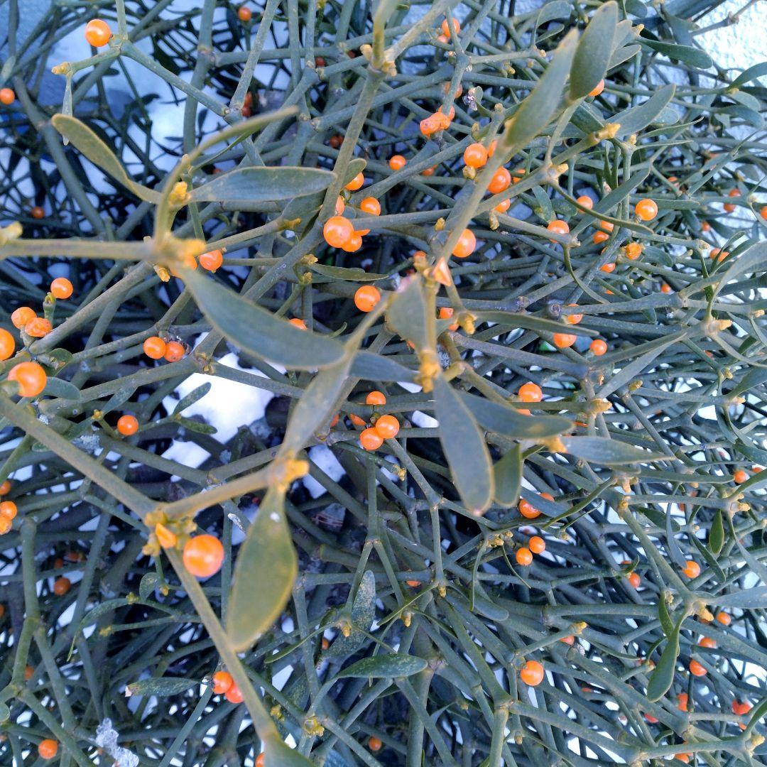 ヤドリギno.137 大型