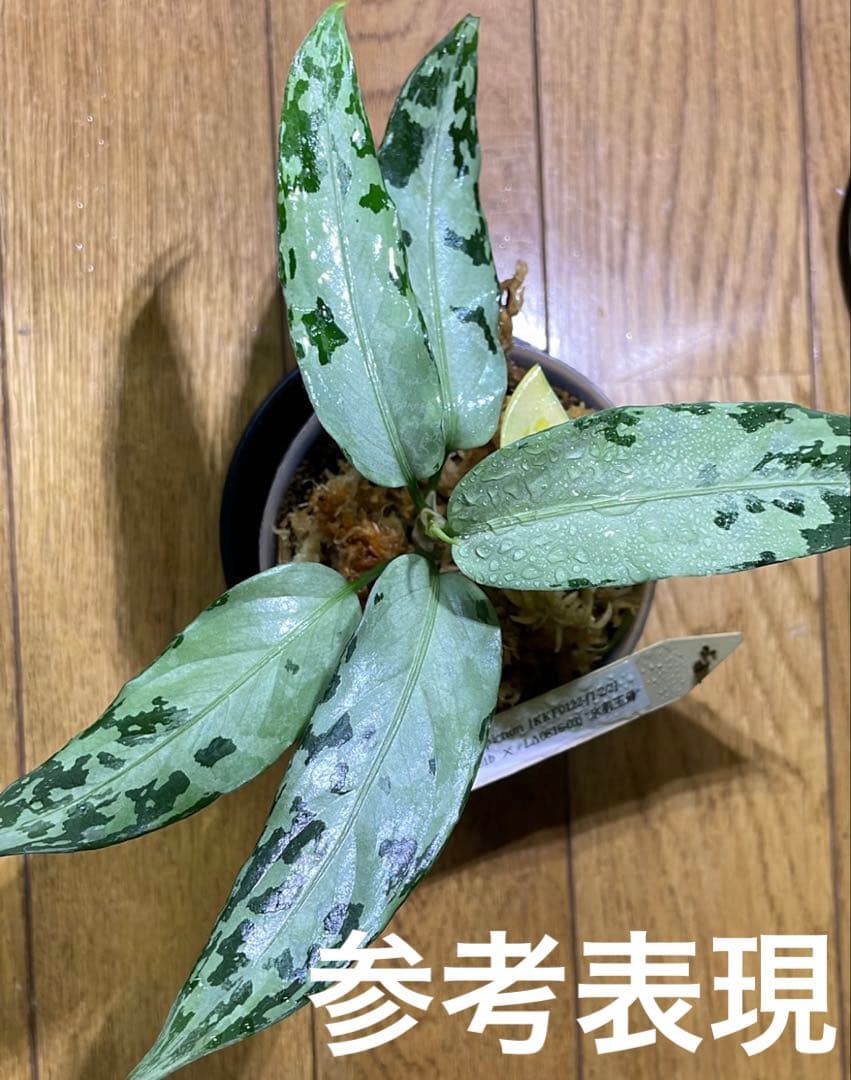 アグラオネマピクタム[KKF0122-f1-2/2] 正規タグ付き