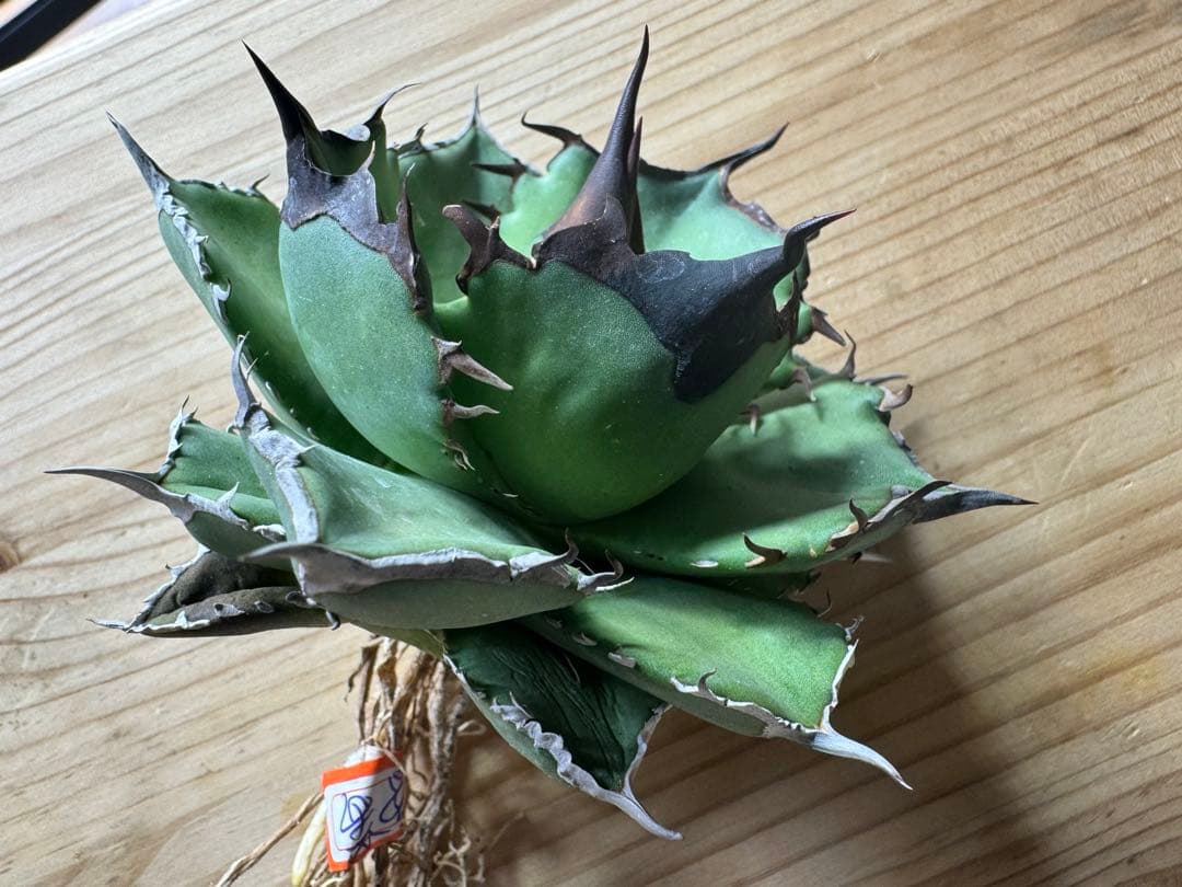 【lize血統】アガベ オテロイ 黑曼巴 ブラックマンバ