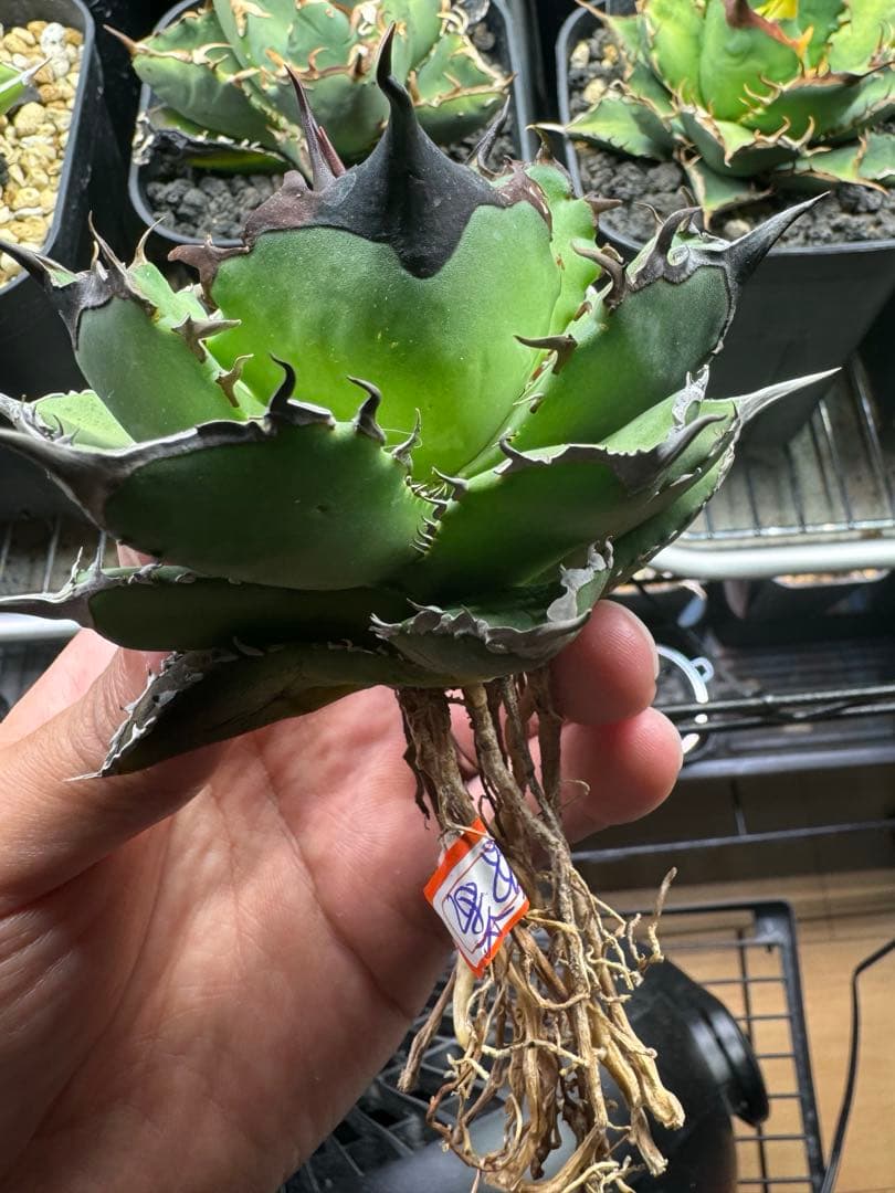 【lize血統】アガベ オテロイ 黑曼巴 ブラックマンバ