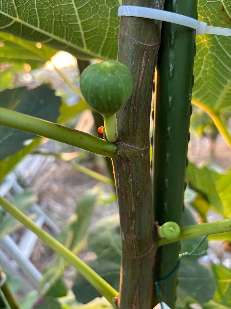 激ヤバ変態いらっしゃい Campaniere Mutant イチジク 穂木 苗 - メルカリ