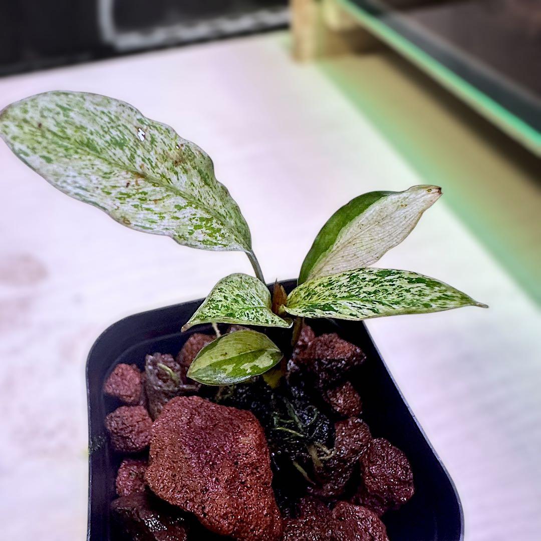 み*！様 ブセファランドラ（斑入り株）Bucephalandra Pipto と - メルカリ