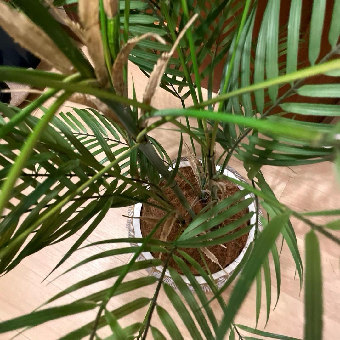 港区にて直接お渡しも可能】 エミリオ ロバ パーム グリーン - メルカリ