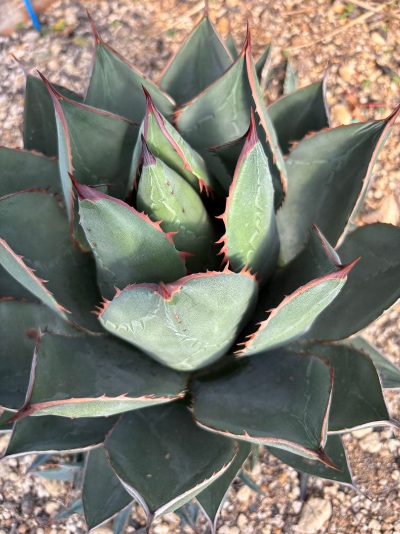 AGB33様専用 アガベ アリゾニカ 丸葉