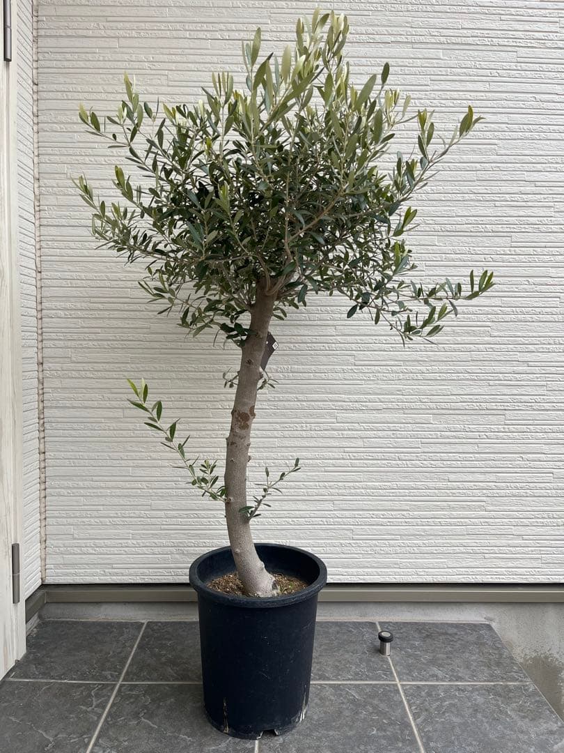 【SOUJU】オリーブの木　ネバディロブランコ　幹極太　No.14 9号鉢 SOUJU】オリーブの木 ネバディロブランコ 幹極太 No.14 9号鉢 SOUJU