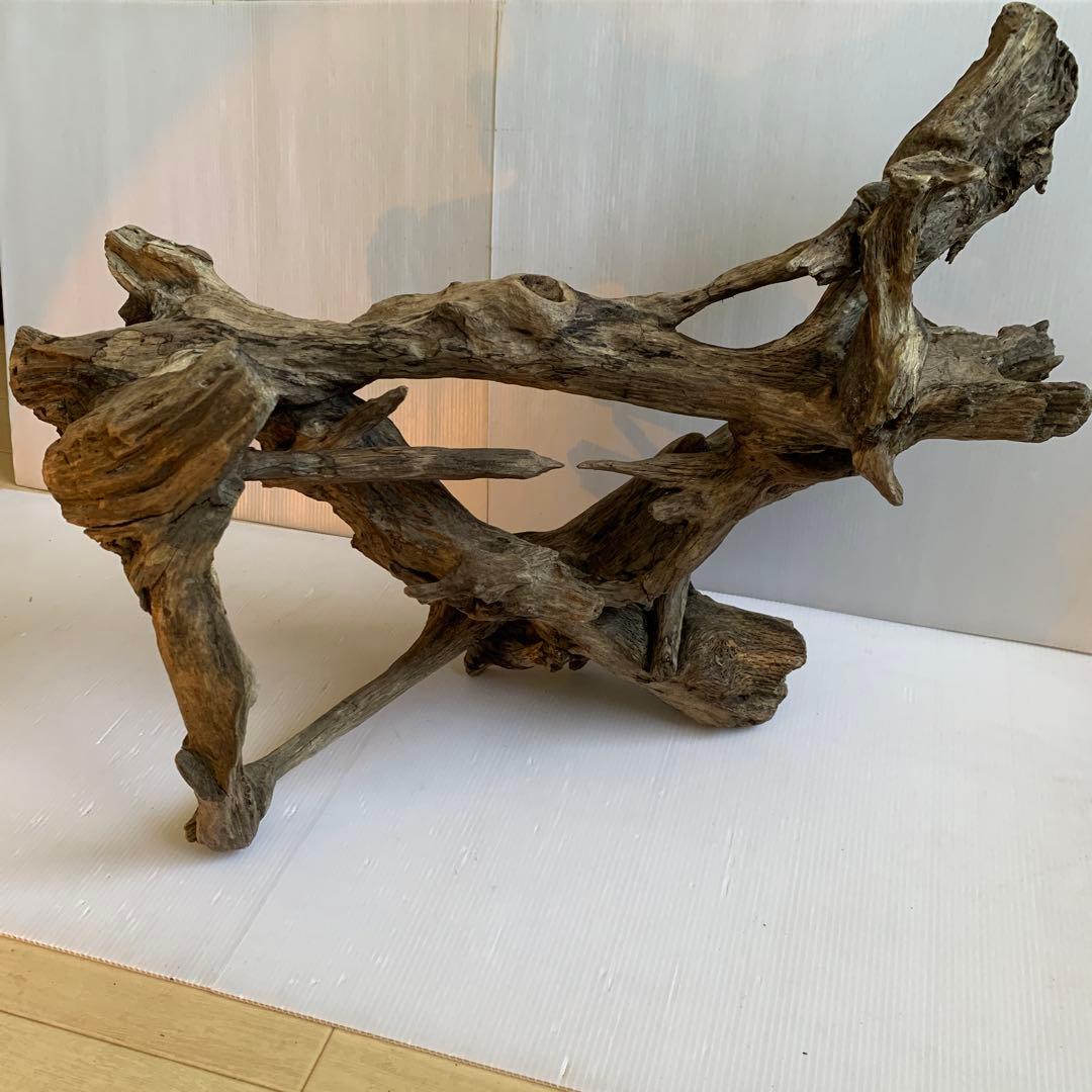 銀*時様 アク抜き済み流木　No.10 超レア型　沈水確認済