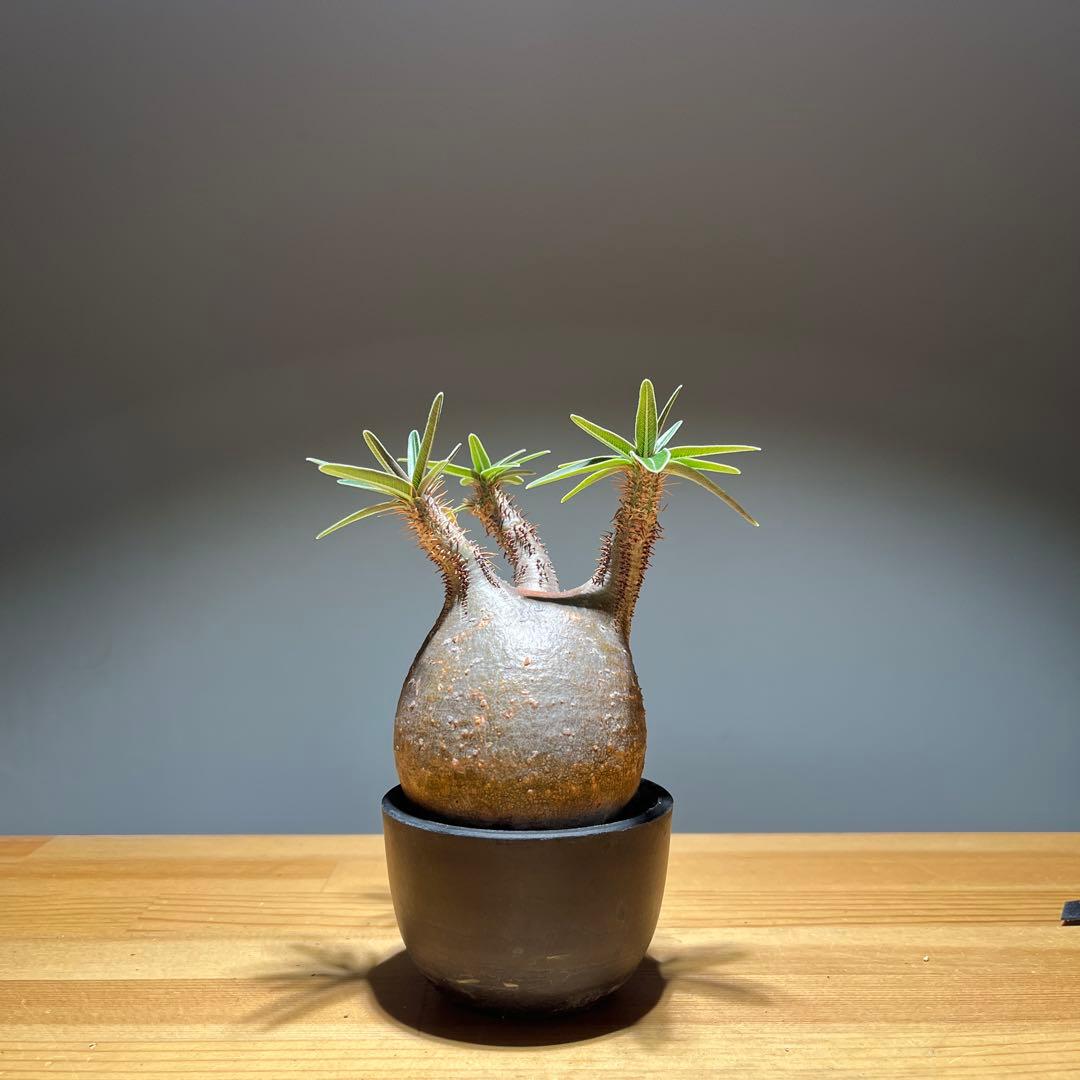 パキポディウムグラキリス 現地球 現品鉢ごと発送メルカリ便 パキポディウム グラキリス 現地球 - メルカリ