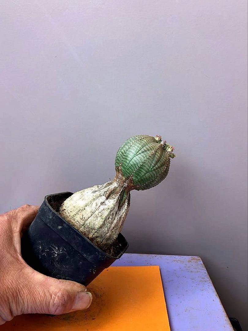 《3号R》ユーフォルビア　オールド　オベサ　雌株