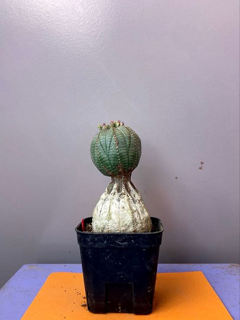 《3号R》ユーフォルビア　オールド　オベサ　雌株