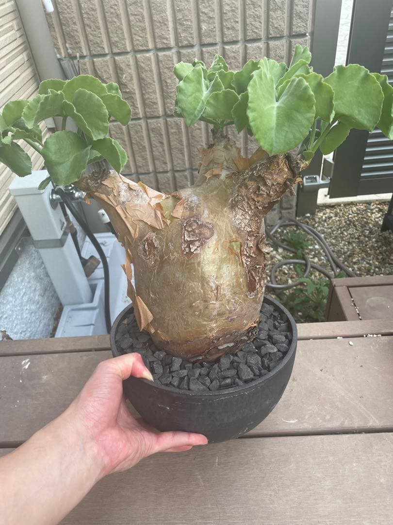 超特大 現地球 発根済み キフォステンマ マクロプス 山中勇人 y鉢付き 牛ホルモンごっちゃ盛（K2-032） | すべての商品 | 焼肉冷麺やまなか家