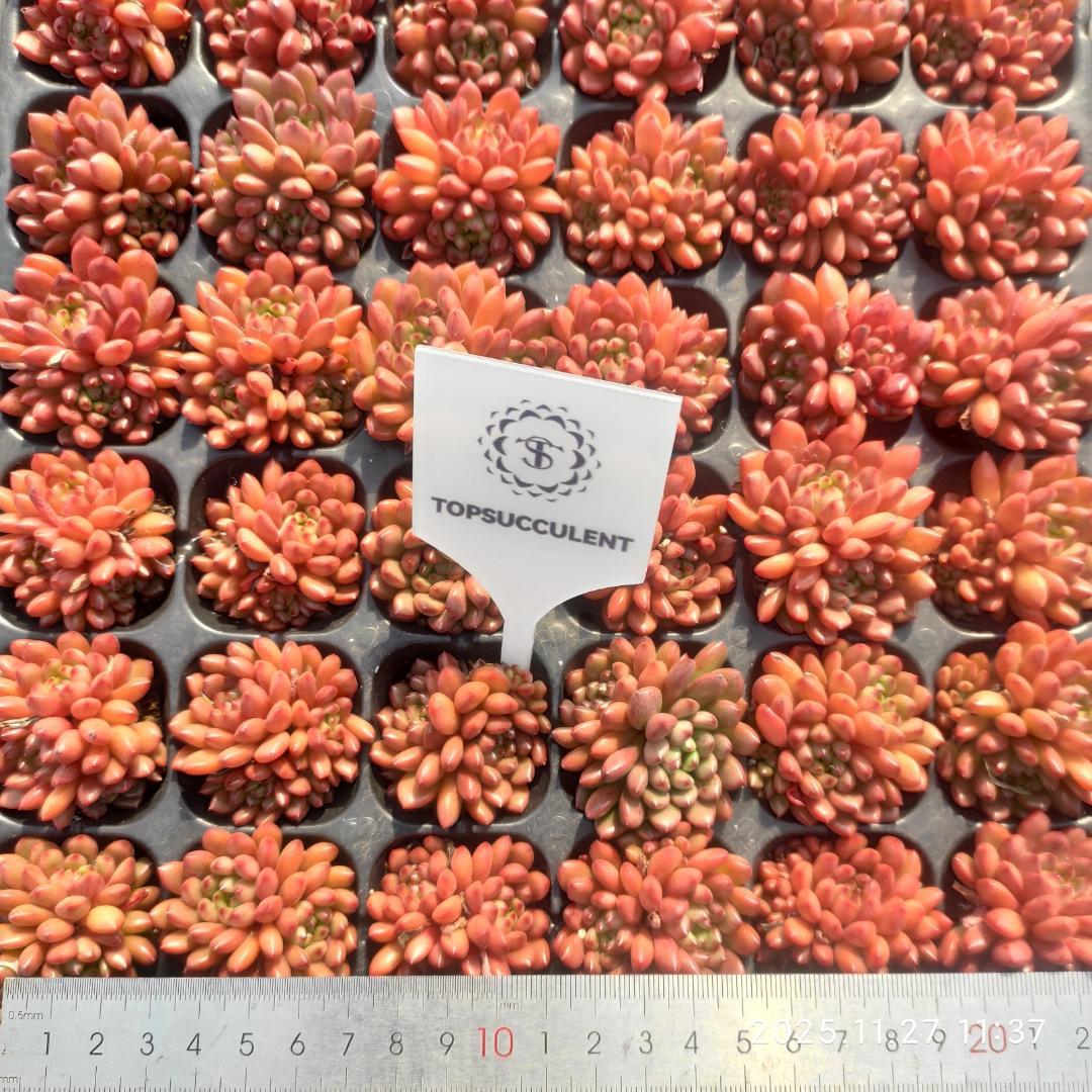 Top【選抜株】23471キャンディー　ハートHyb 105個　プラグトレー苗