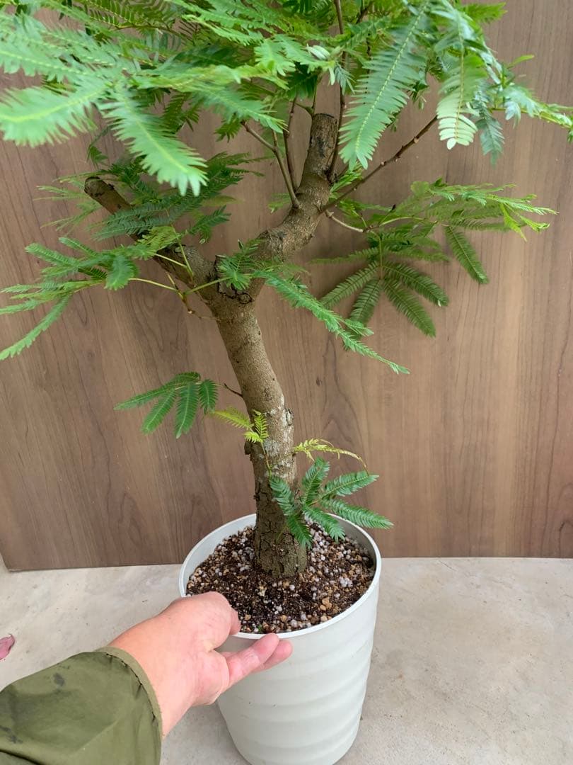 エバーフレッシュ OKINAWA幹太 no1 - メルカリ