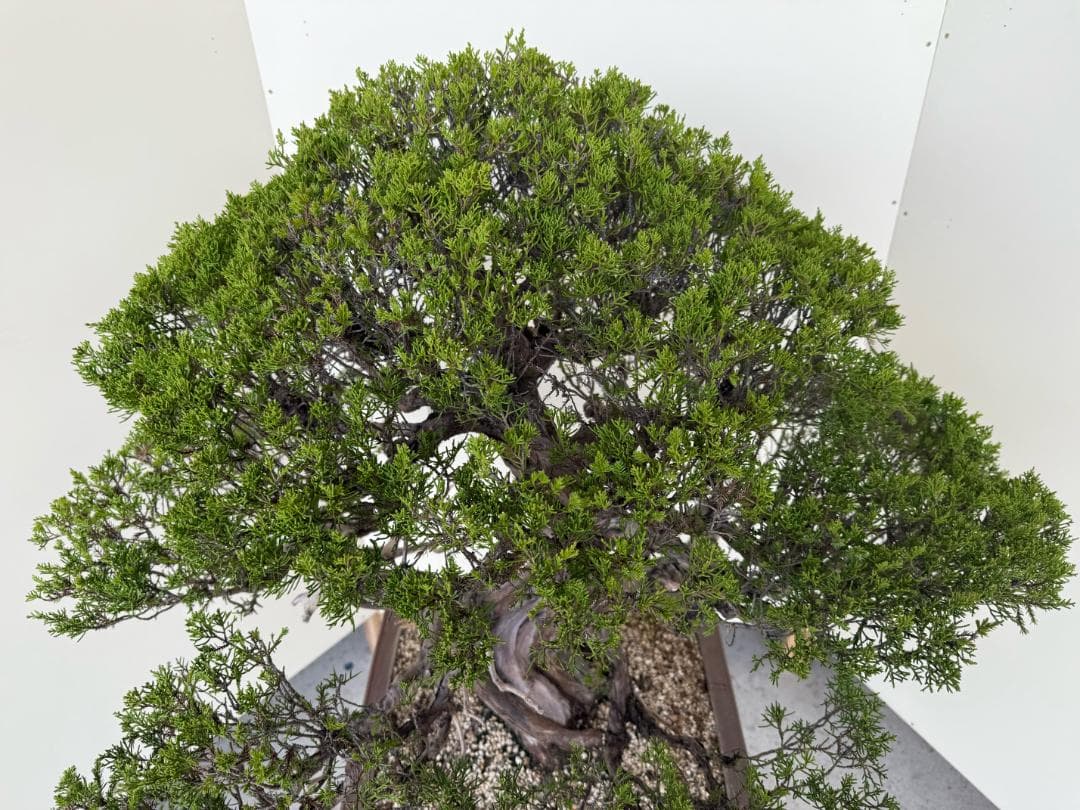 ⭕️☆真柏！特価！早い物勝！送料無料、太幹・◎捻転・シャリ・ジン