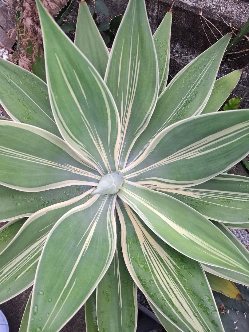 K*a様 アテナータ　レイオブライト　レアな中斑 K*a様 アテナータ レイオブライト レアな中斑 楽天市場】アガベ