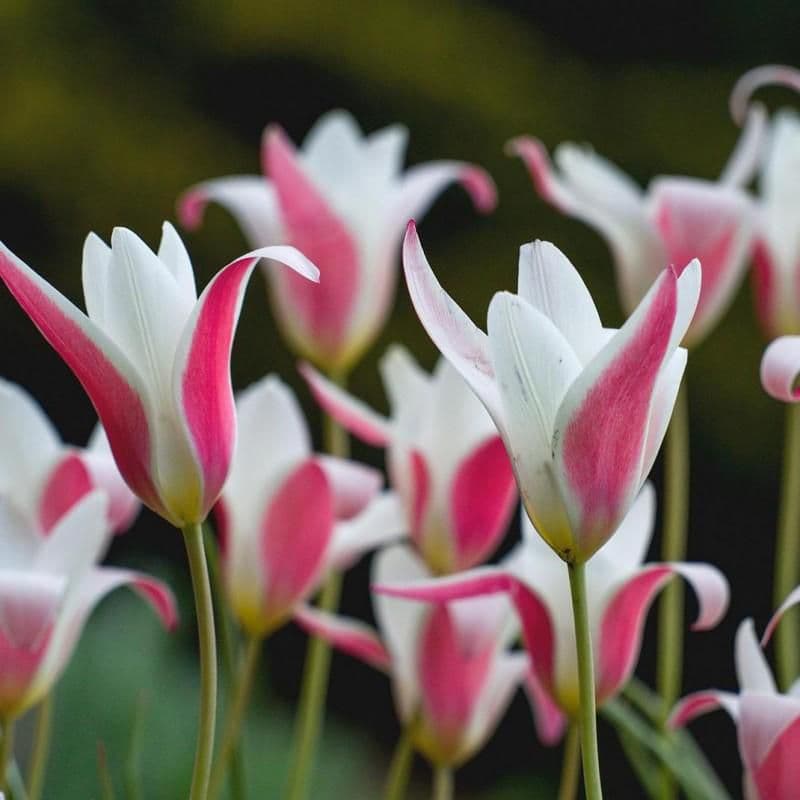 アップルパイ様 リクエスト 6点 まとめ商品 - メルカリ