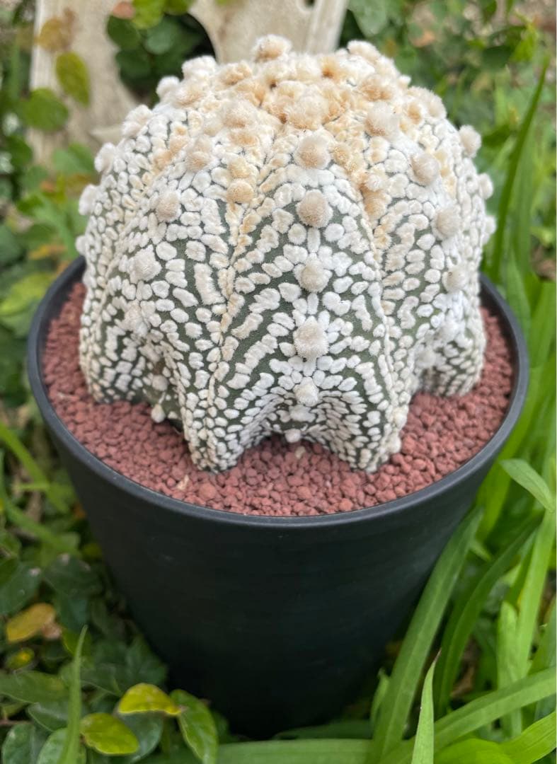 国内実生 スーパー兜×花園兜 温室管理（全幅10cm×全高7cm）特大株