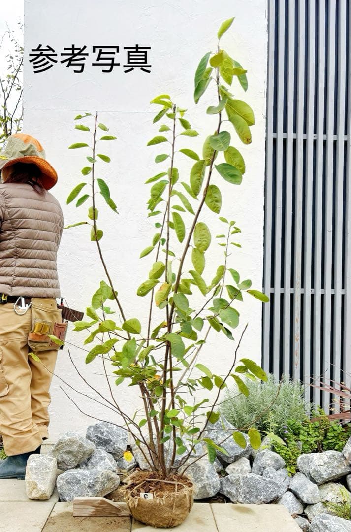 逸品。ジューンベリー大株立ち1.7M(鉢底から)品番G - メルカリ