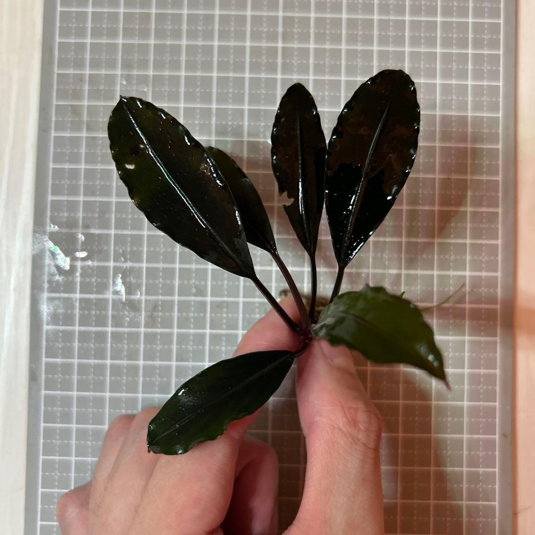 ブセファランドラ ダークアフリカ - メルカリ