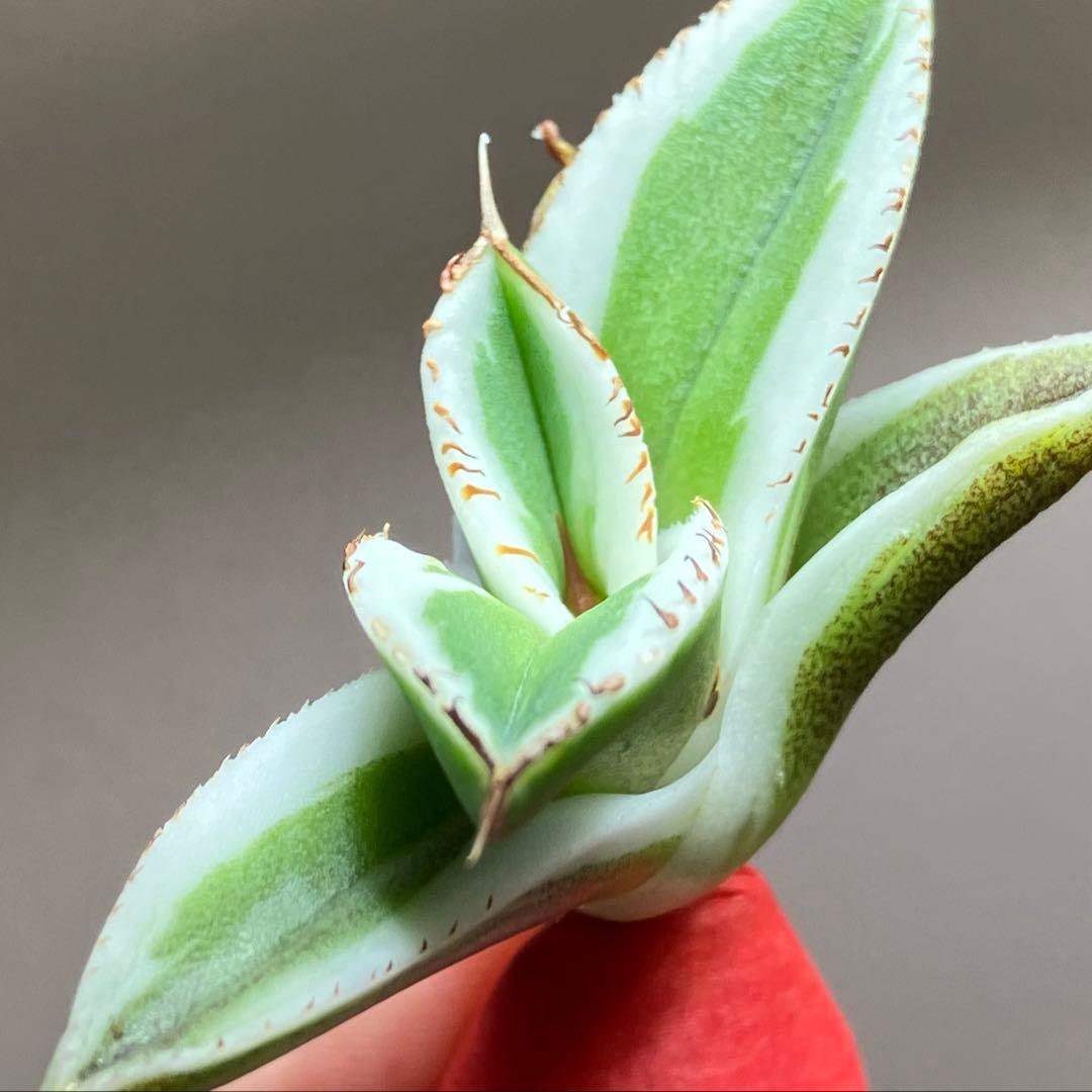 nk　リクエスト出品　鰐亀錦　BB錦　TC 匿名配送