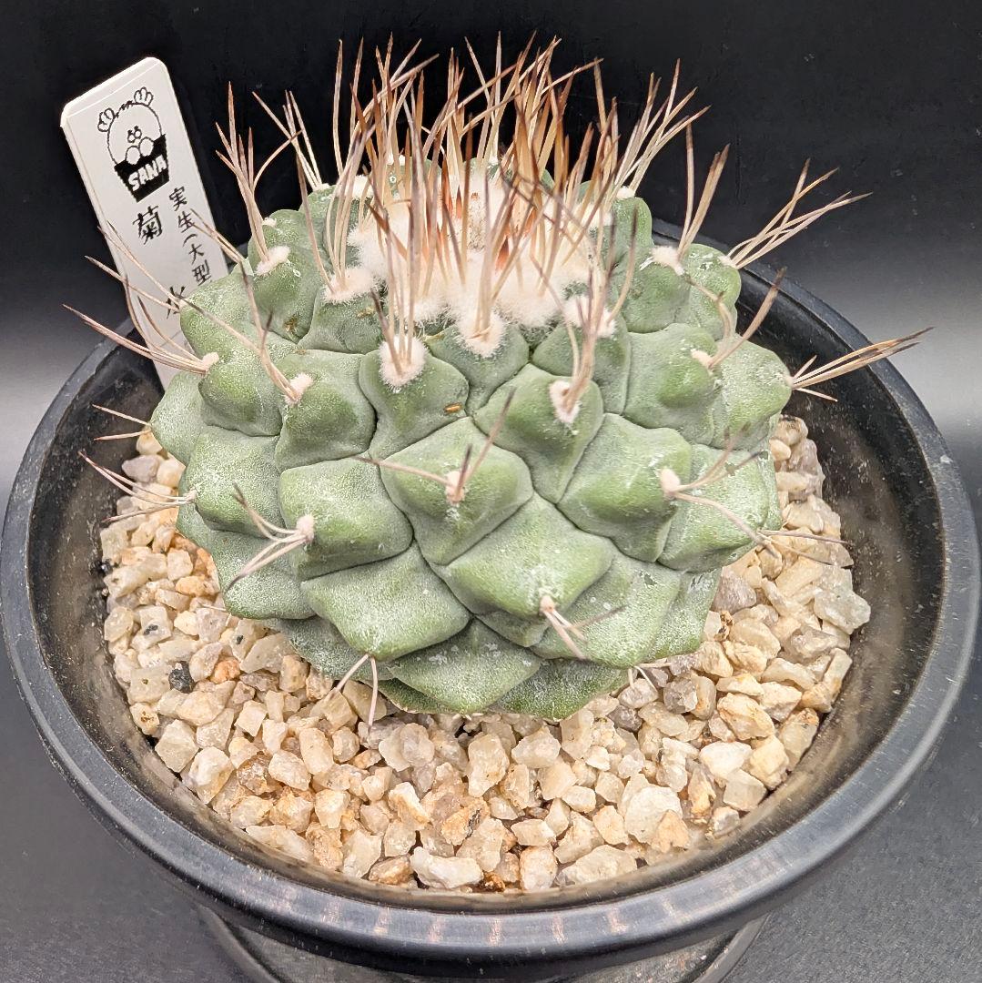 B 菊水 大型タイプ 実生 鉢植えメルカリ便送料込み メルカリ】【植物の梱包方法】第四種郵便 フードパック・ペットボトル