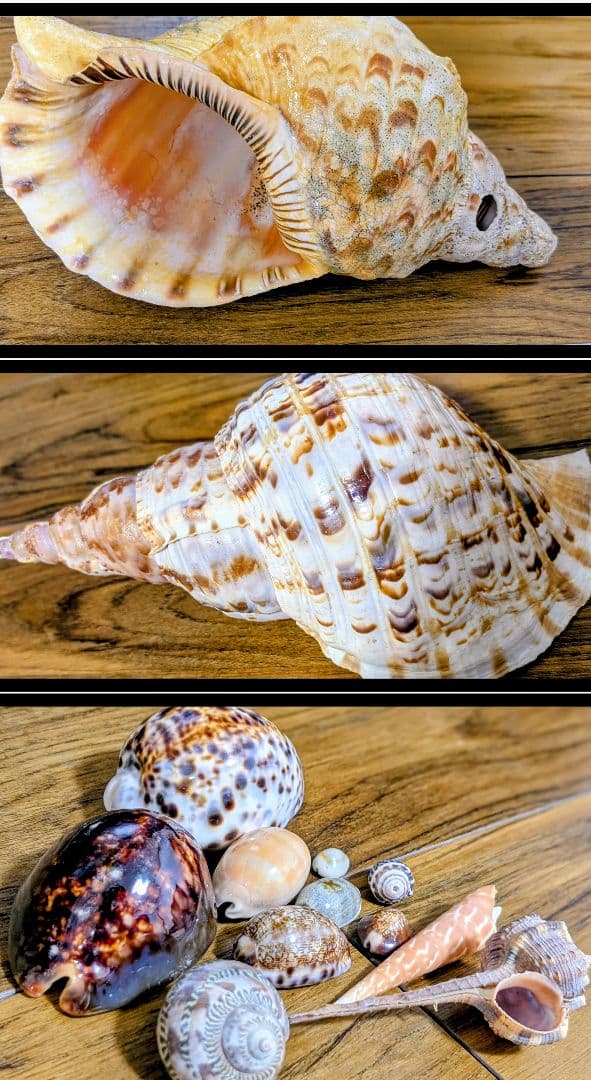 希少特大】法螺貝 2個セット 32×16cm/31×13cm 1970年代 - メルカリ