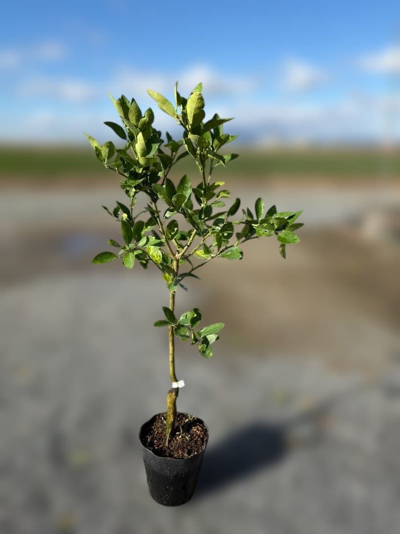 【なおかずさん専用】メキシカンライム2本セット2年生 ライムの木 キーライム なおかずさん専用】メキシカンライム2本セット2年生 ライムの木 キーライム