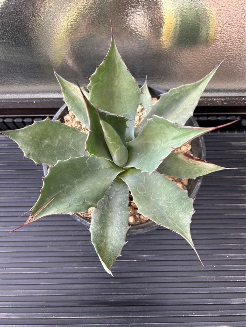 アガベ オバティフォリア ジャイアント G 実生株 約30cm アガベ www