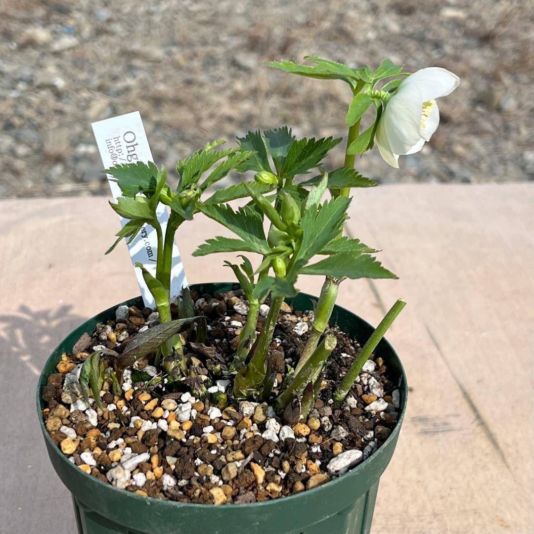 ヒ*イ様 ❤️根パンパン❤️⭐️超⭐️沢山新芽❤️3293⭐️SD⭐️herce