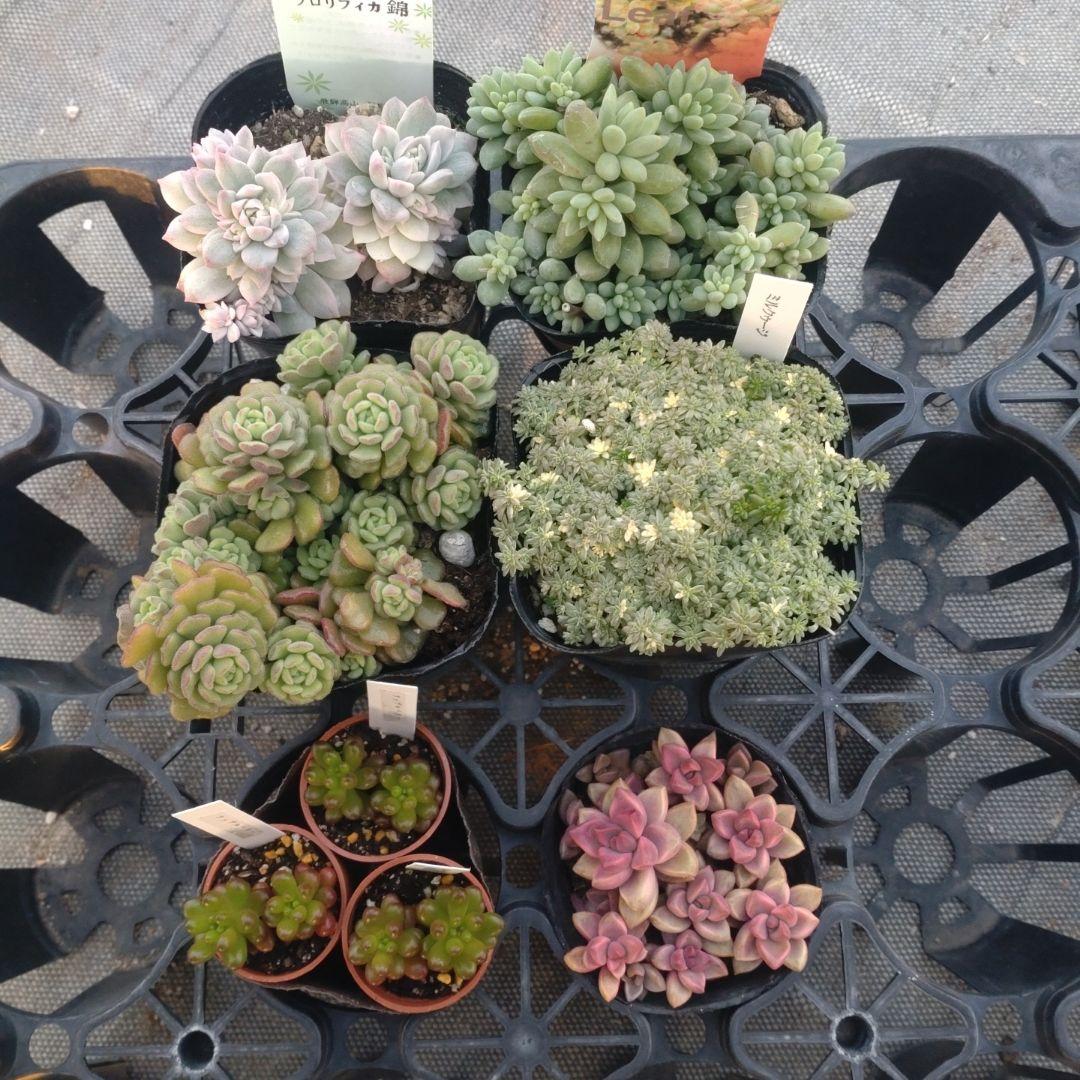 ぺぺ(✿ᴗ͈ˬᴗ͈)さん専用