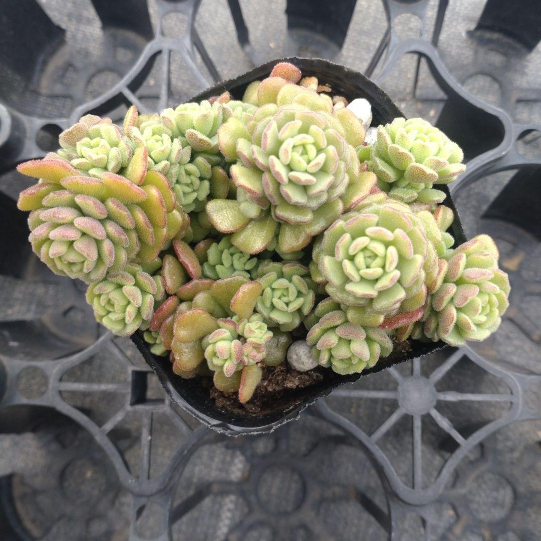 ぺぺ(✿ᴗ͈ˬᴗ͈)さん専用