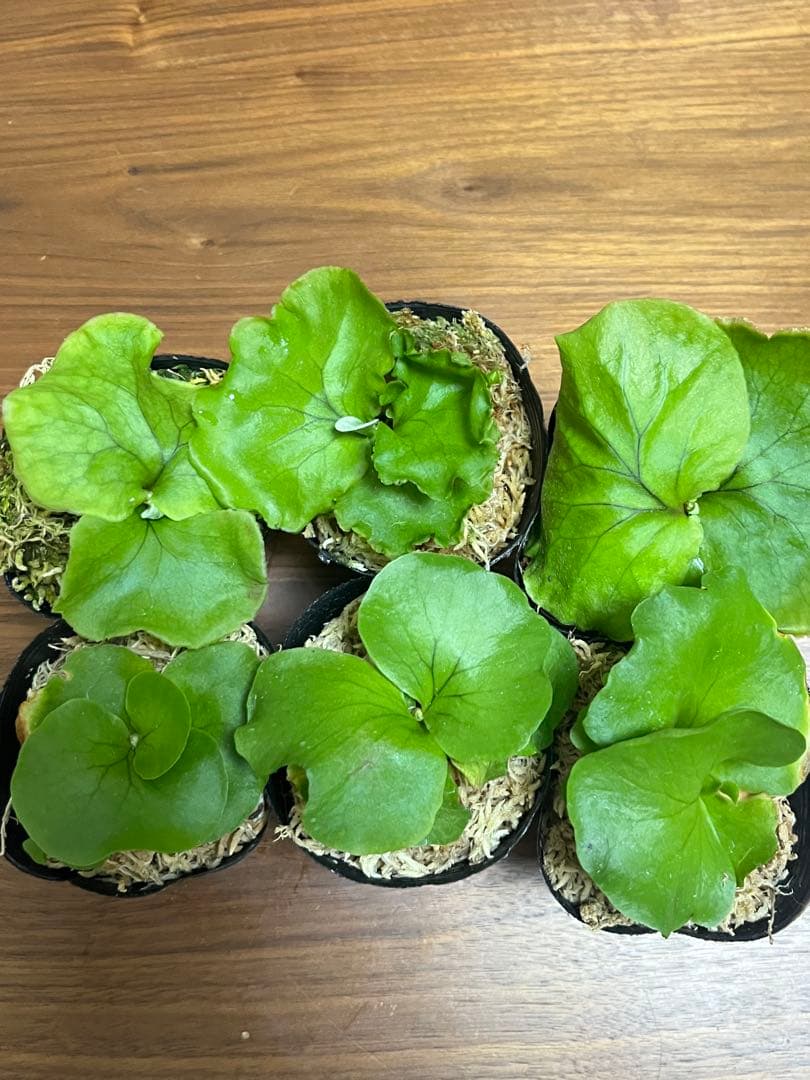 お得な6株セット】ビカクシダ リドレイ＆コロナリウム 各3株