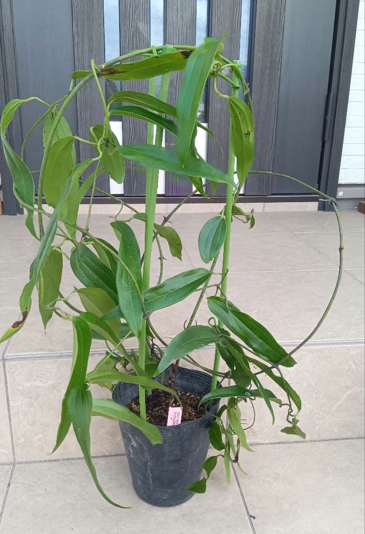 クレマチス　アーマンディ　アップルブロッサム　正規苗② 予約販売 クレマチス 苗 アーマンディアップルブロッサム アーマンディ