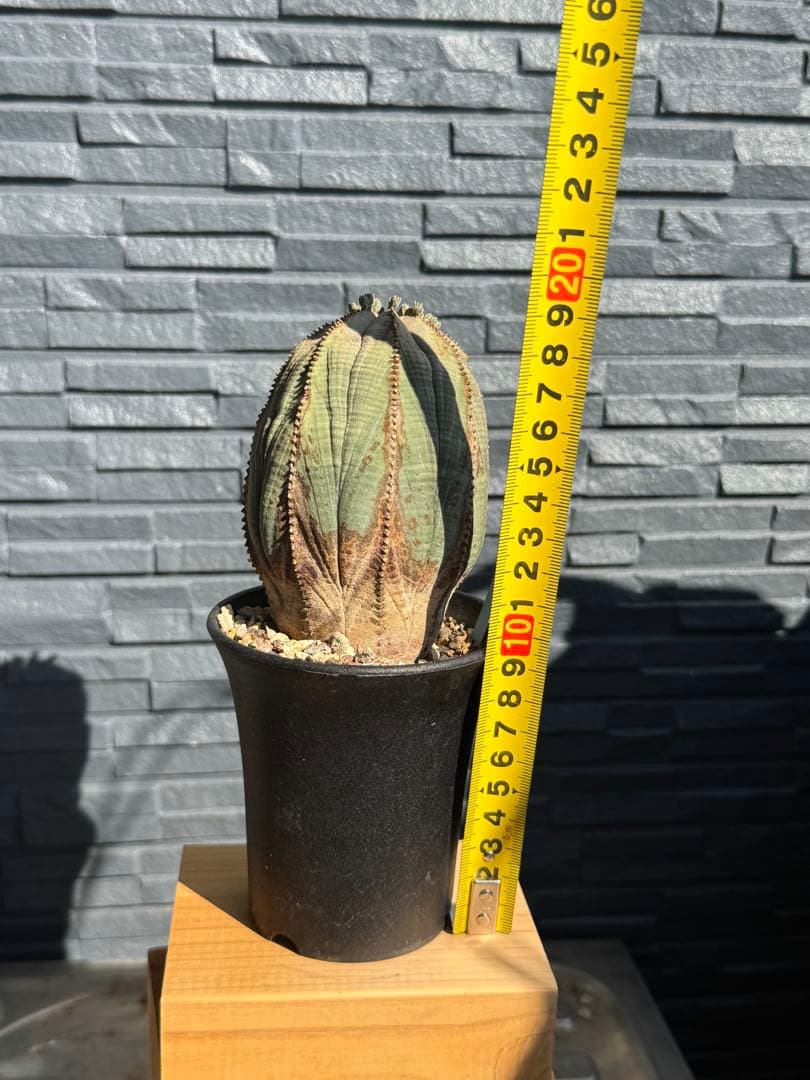 ☆美模様☆ユーフォルビア　オベサ　obesa 7.6cm　ホリダ　オス