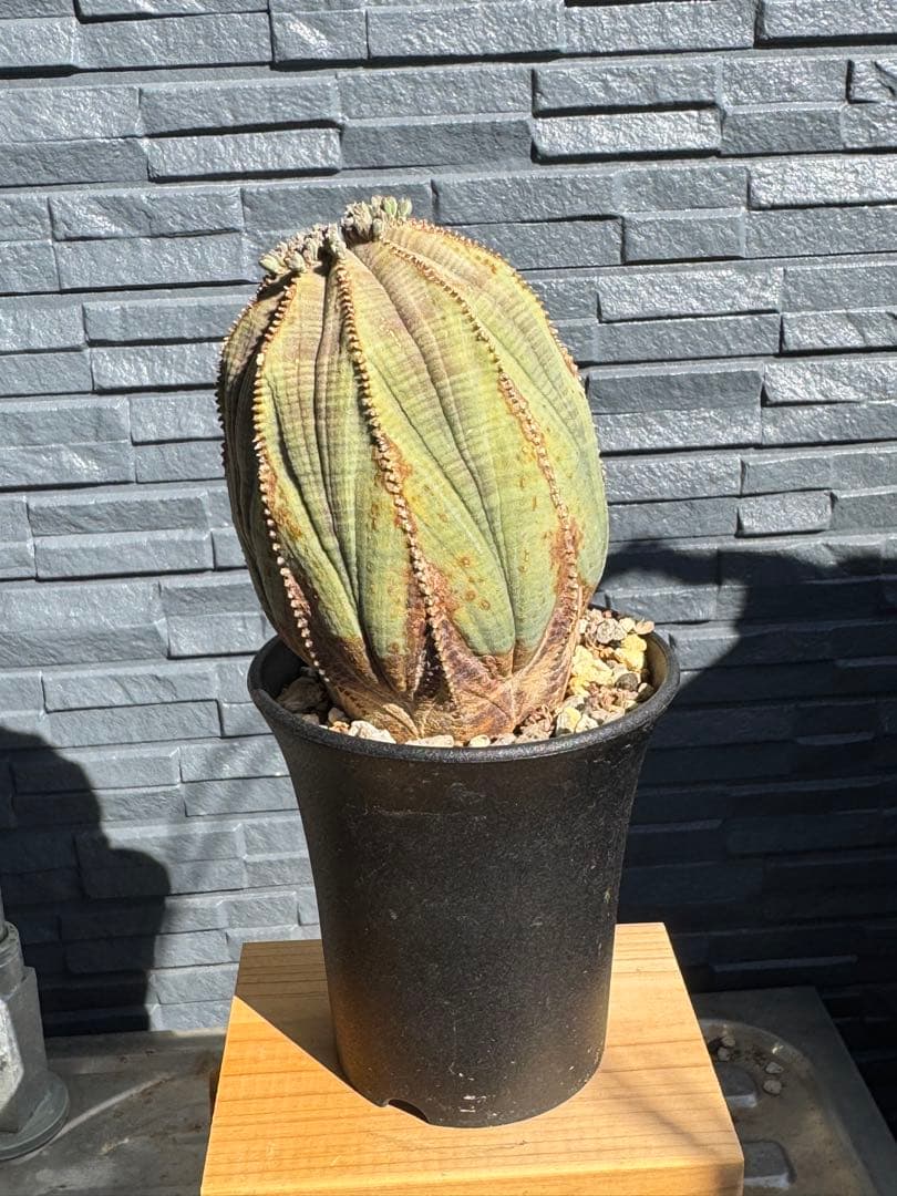 ☆美模様☆ユーフォルビア　オベサ　obesa 7.6cm　ホリダ　オス