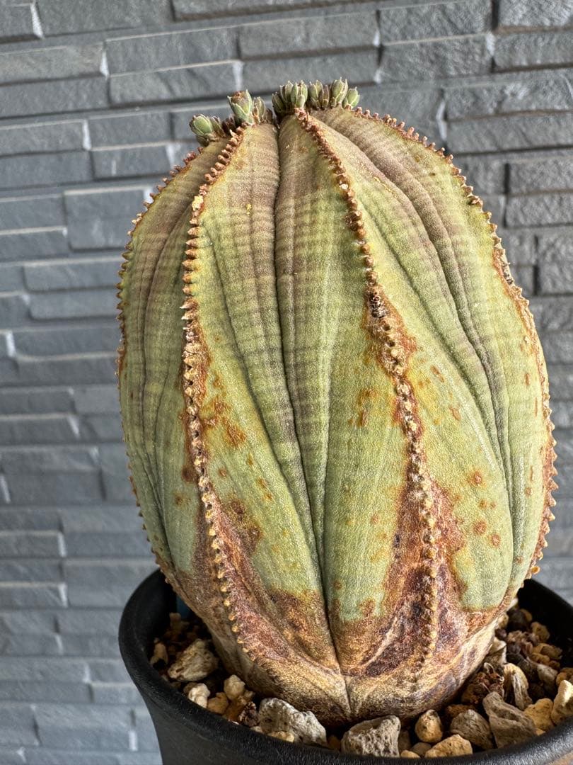 ☆美模様☆ユーフォルビア　オベサ　obesa 7.6cm　ホリダ　オス