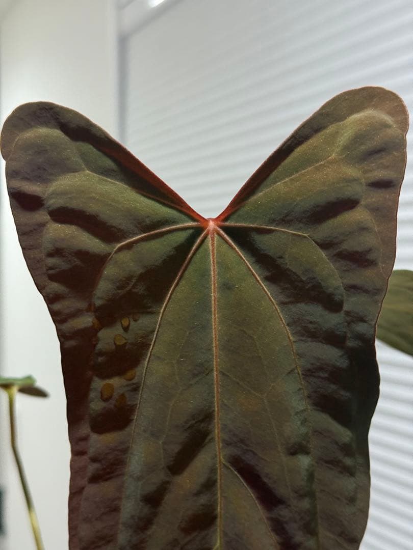 Anthurium RL（JV）x “Subsignatum x FS（JV）