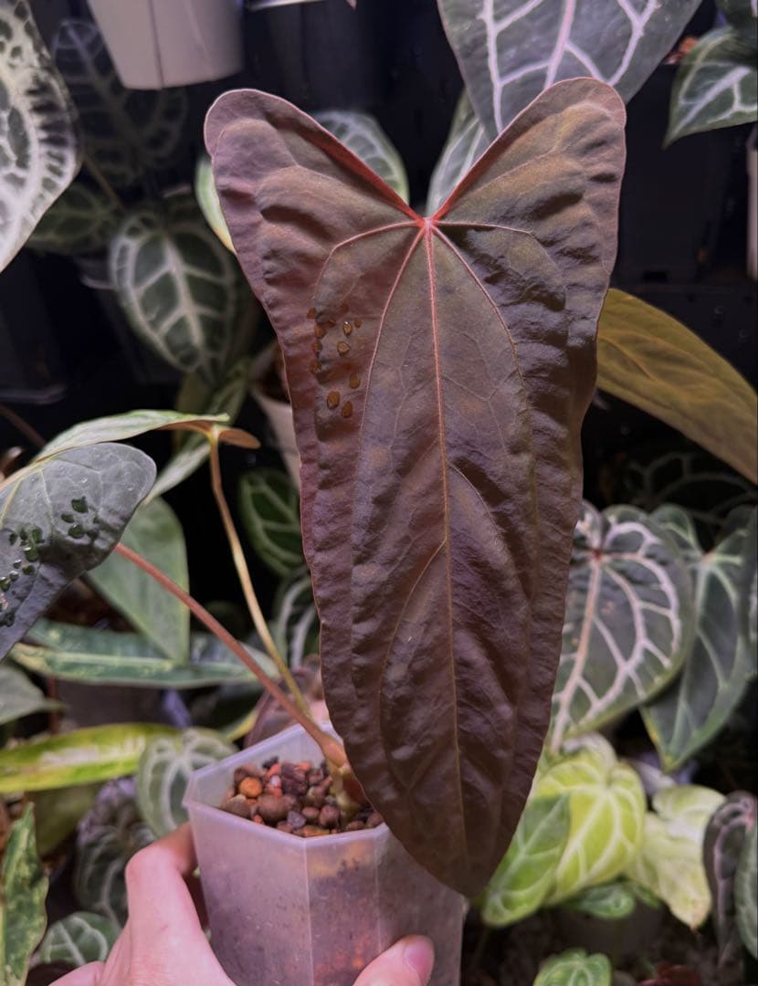 Anthurium RL（JV）x “Subsignatum x FS（JV）