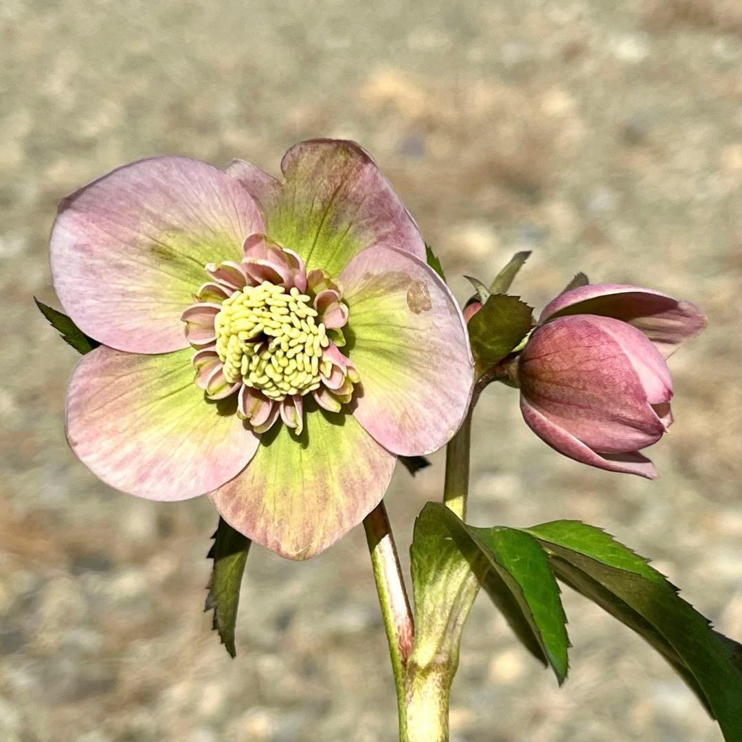 オ*ン様 ❤️根充実❤️沢山新芽❤️3208⭐️SD⭐️幻想的⭐️purpura