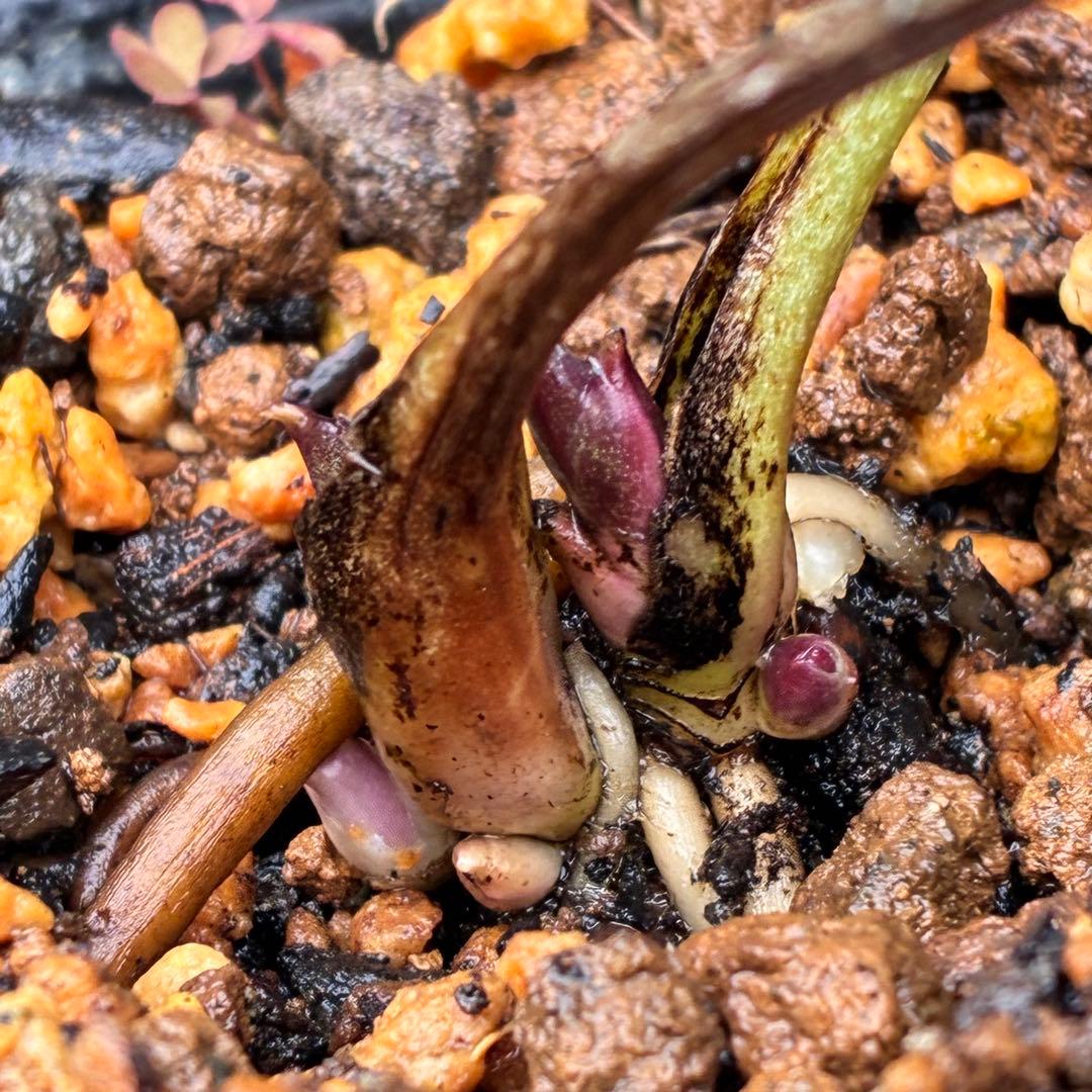 オ*ン様 ❤️根充実❤️沢山新芽❤️3208⭐️SD⭐️幻想的⭐️purpura