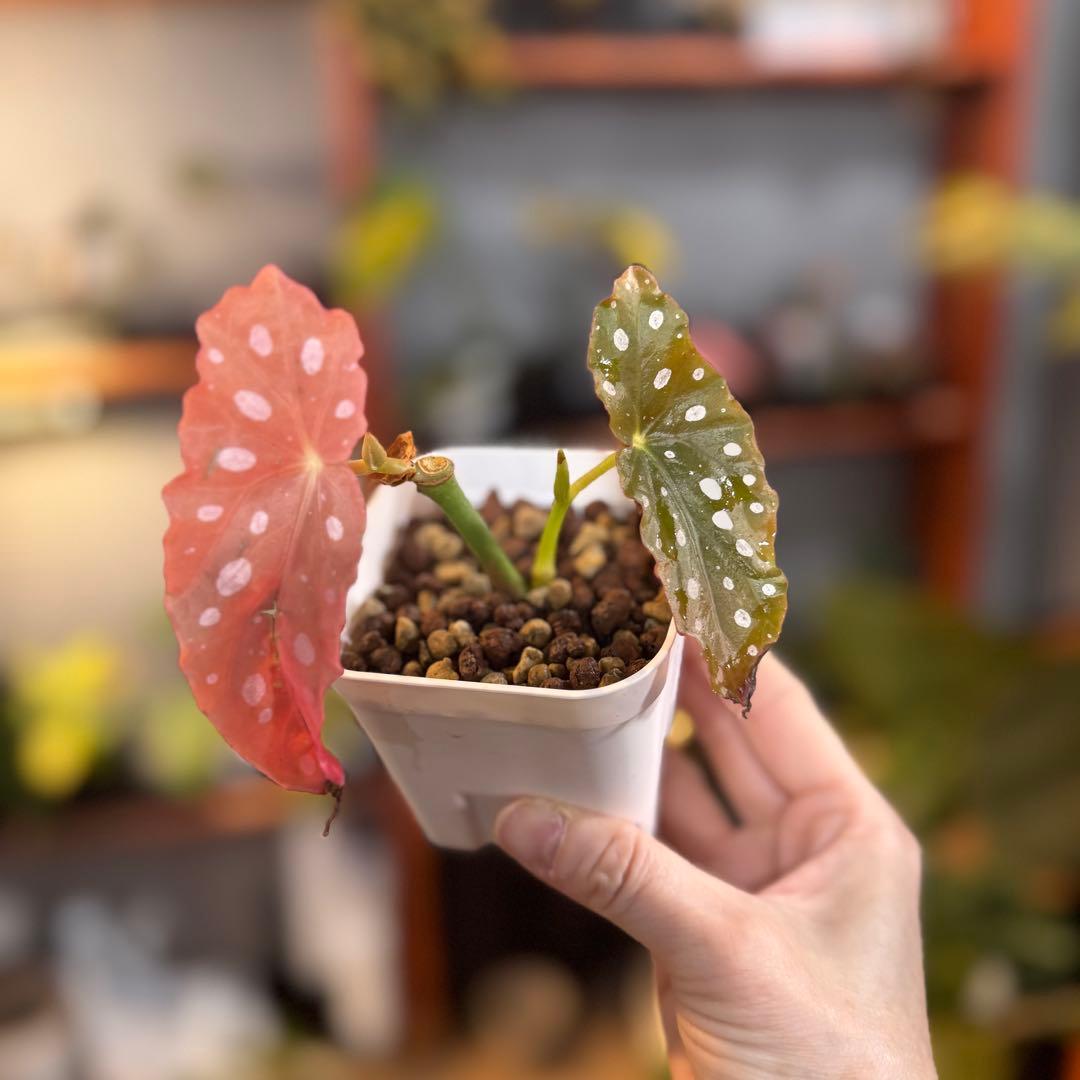 20 ベゴニア マクラータ 斑入り 激レア - メルカリ