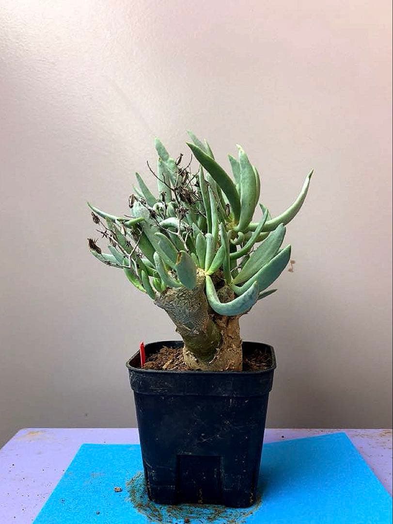 《3号RR》チレコドン レティキュラータス　万物想