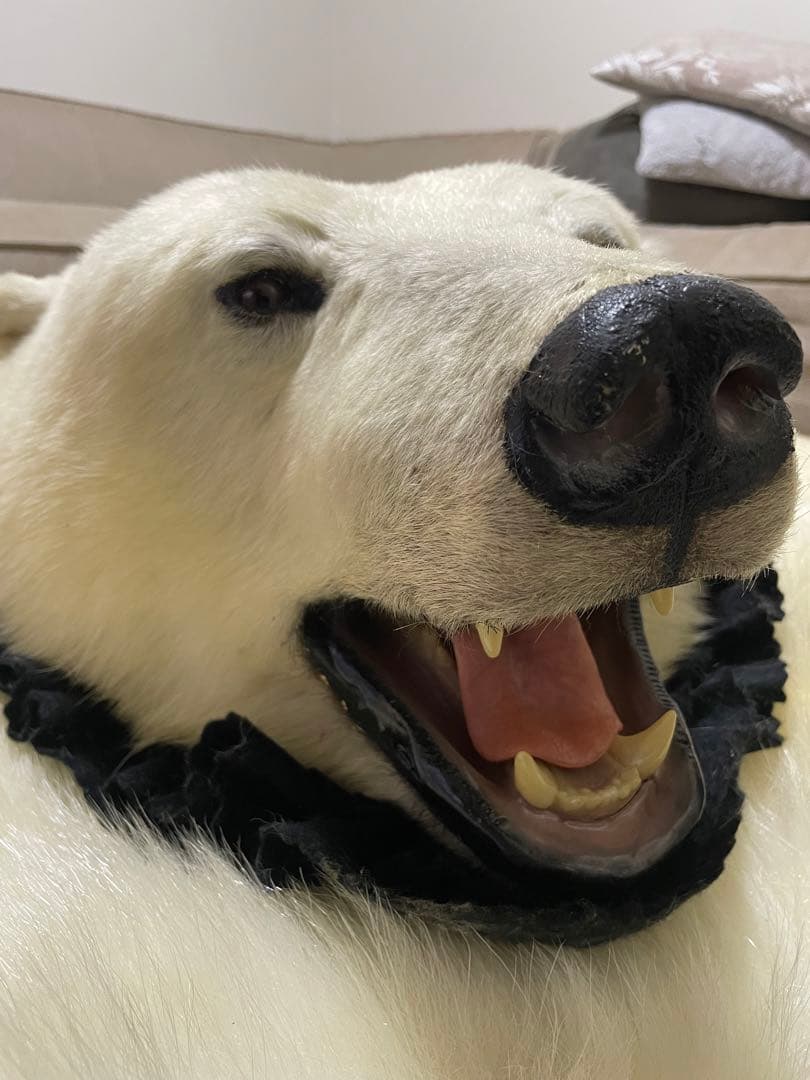 希少⭐︎‼︎ 白熊 剥製 カーペット - メルカリ