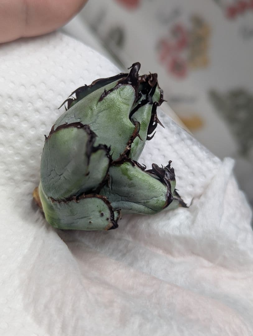 チタノタ「惡魔BB」陽炎タイプ OC天芽 悪魔BB 裏棘BB