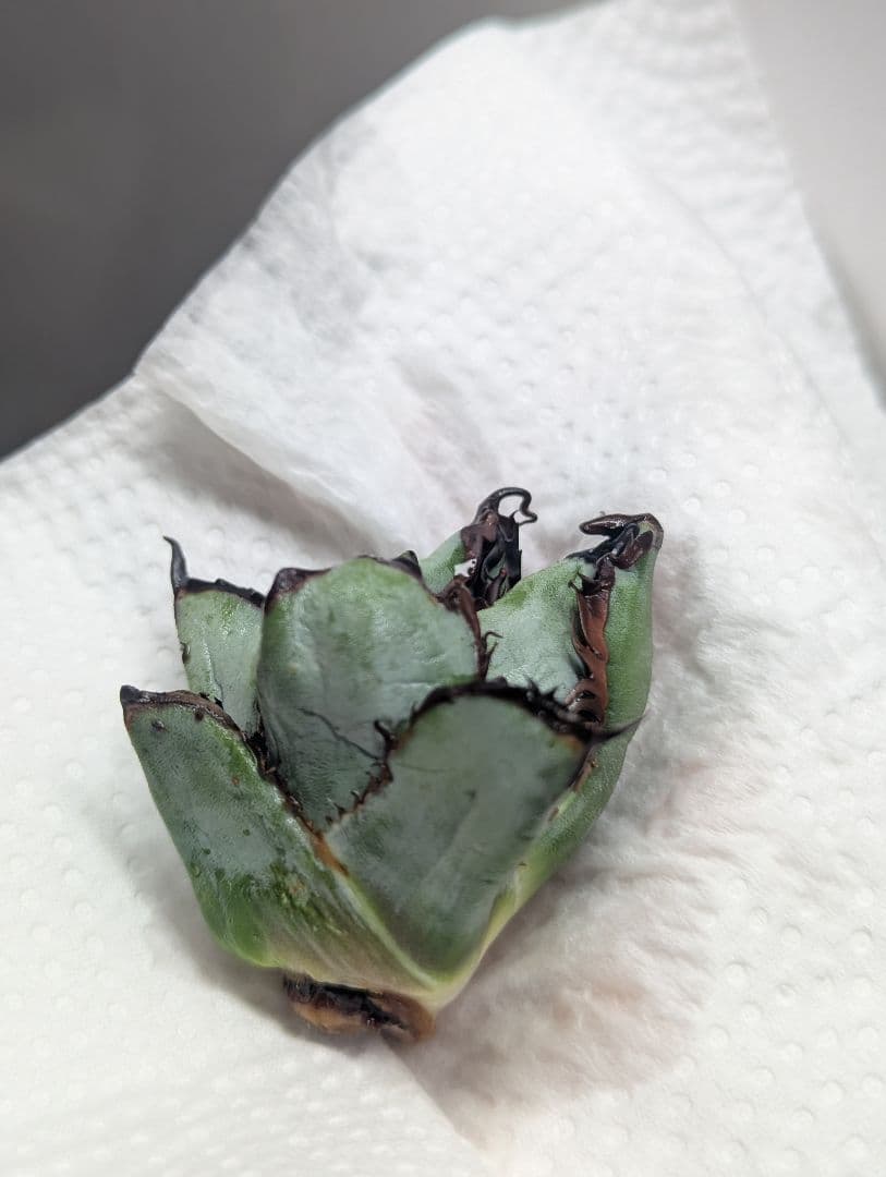 チタノタ「惡魔BB」陽炎タイプ OC天芽 悪魔BB 裏棘BB